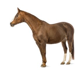 Horse in front of white background