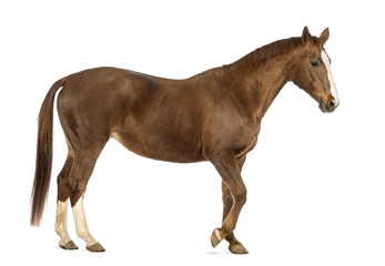 Side view of a Horse walking in front of white background