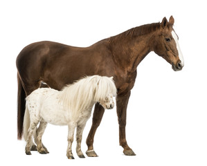 Horse and Shetland standing next to each other