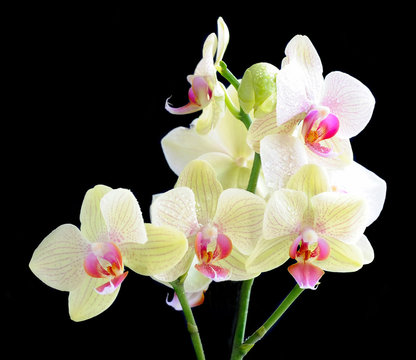 Beautiful Orchid on a black background
