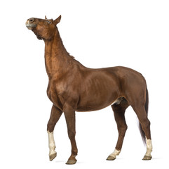 Fototapeta na wymiar Horse stretching its neck up in front of white background
