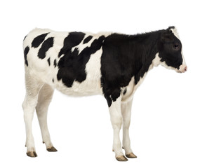 Side view of a Veal, 8 months old, in front of white background