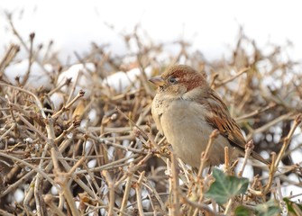 sparrow sitting on bush in winter