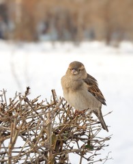 sparrow sitting on bush in winter