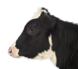 Close-up of a Calf, 8 months old, in front of white background