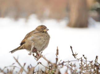 sparrow sitting on bush in winter
