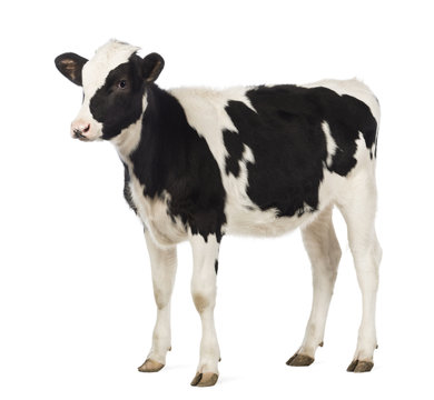 Calf, 8 months old, looking away in front of white background