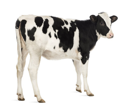Rear view of a Veal, 8 months old, in front of white background