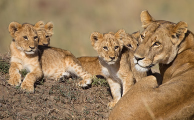 Obraz premium Löwenbabys und Löwenmama in Afrika