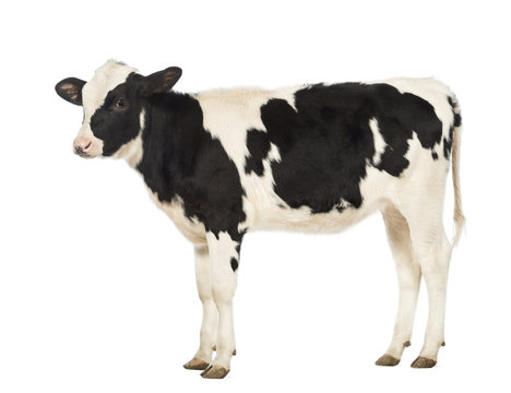Calf, 8 months old, in front of white background
