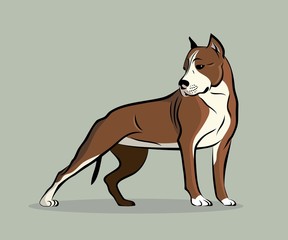 Pit Bull Terrier