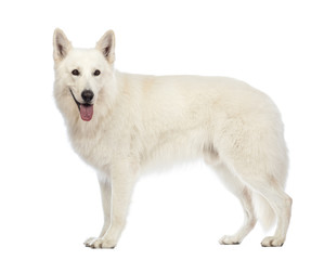 Side view of a Swiss Shepherd dog, 5 years old, panting
