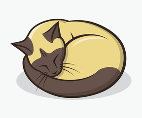 Sleepy Siamese Cat
