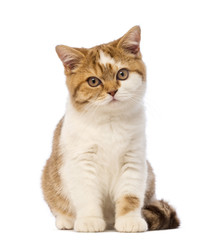 British Shorthair kitten, 3.5 months old, sitting