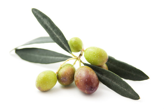 Branch of olive with fruit