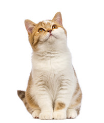 British Shorthair kitten, 3.5 months old, sitting and looking up