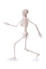 Skeleton isolated on the white background