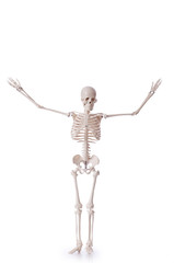 Skeleton isolated on the white background
