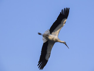 stork