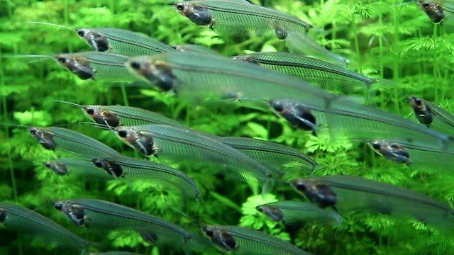 Indische Glaswelse