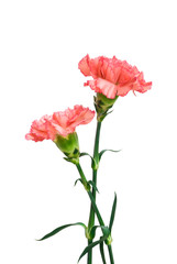 two carnation with clipping path