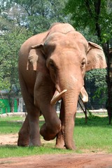 Fototapeta na wymiar animal elephant