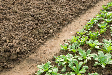 vegetable seedlings and empty farmland