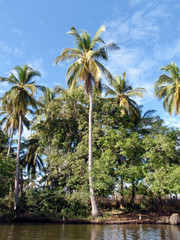 Obraz premium Coconut trees, and whites birds on the shore of River