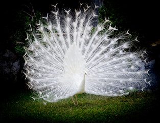 white peacock