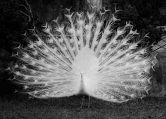 white peacock - 49929781