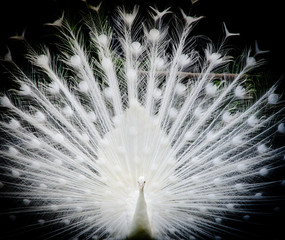 white peacock - 49929945