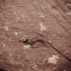 fossil stone
