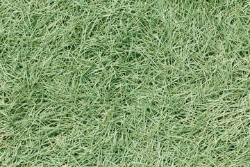 Green grass background