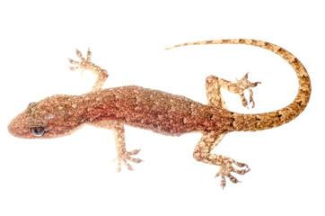 Chinese Oriental leaftoed gecko