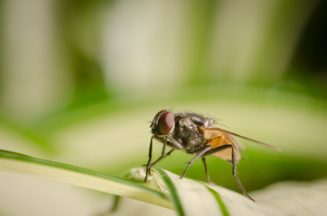 insect fly