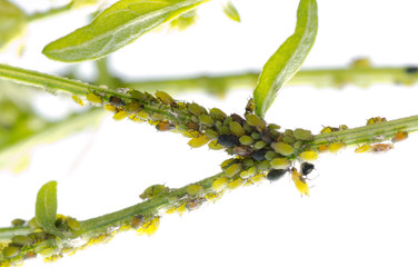 Fototapeta premium animal insect aphid