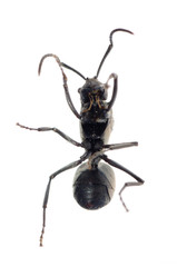 ant