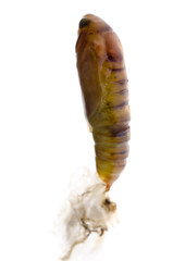 Naklejka premium snout moth cocoon