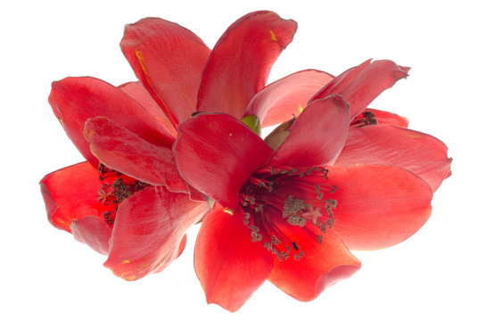Kapok blossom bombax ceiba flower