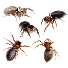 jumping spider collection