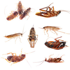  cockroach  bug isolated collection
