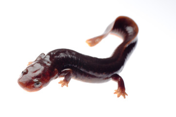 salamander newt