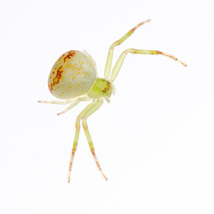 green crab spider