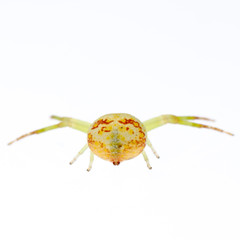 green crab spider