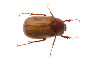 brown June beetle © defun