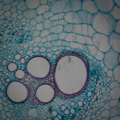 microscopy micrograph plant tissue, stem of pumpkin