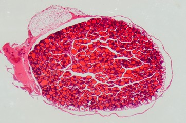 science medical anthropotomy physiology microscopic human thyroi