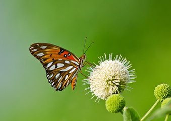 Gulf Fritillary butterfly (Agraulis vanillae) on buttonbush