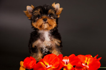 puppy of a Yorkshire terrier