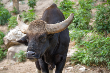 Portrait of Gaur or Bos Gaurus